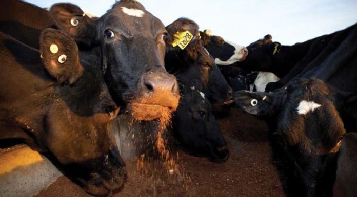 Раздача кормов: современный подход