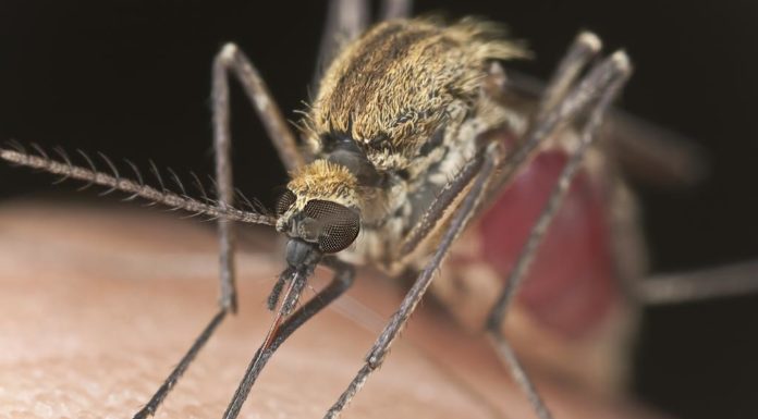 Научный прорыв по вакцине против малярии