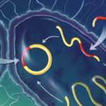 Устойчивость бактерий к антибиотикам: насколько все плохо?