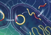 Устойчивость бактерий к антибиотикам: насколько все плохо?