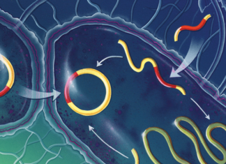 Устойчивость бактерий к антибиотикам: насколько все плохо?