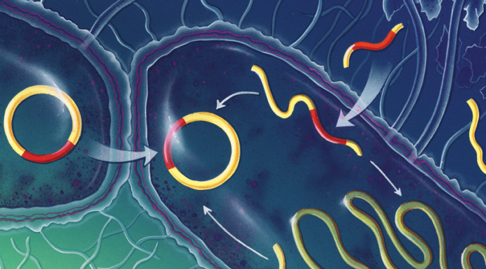 Устойчивость бактерий к антибиотикам: насколько все плохо?