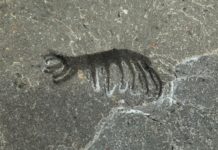 Ученые обнаружили древнего червя возрастом полмиллиарда лет