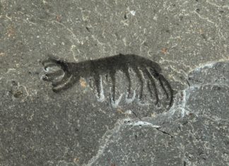 Ученые обнаружили древнего червя возрастом полмиллиарда лет