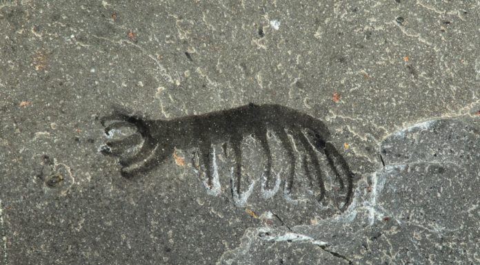 Ученые обнаружили древнего червя возрастом полмиллиарда лет