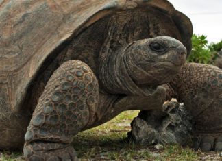 Европа когда-то была домом гигантских черепах