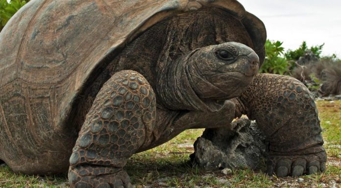 Европа когда-то была домом гигантских черепах