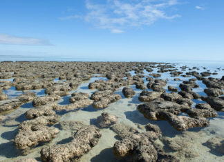 Какой была самая первая жизнь на Земле?