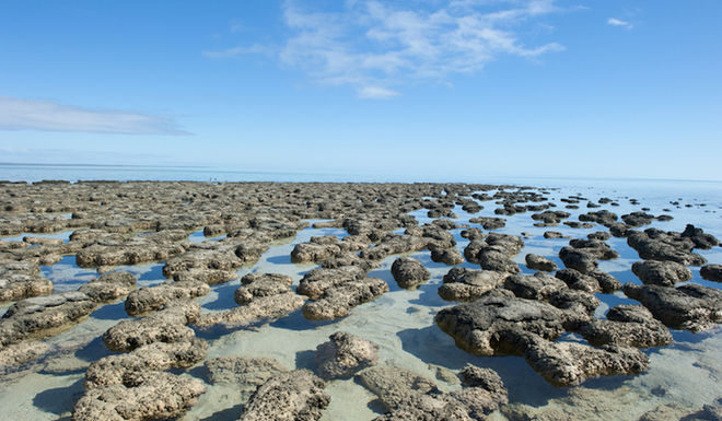 Какой была самая первая жизнь на Земле?