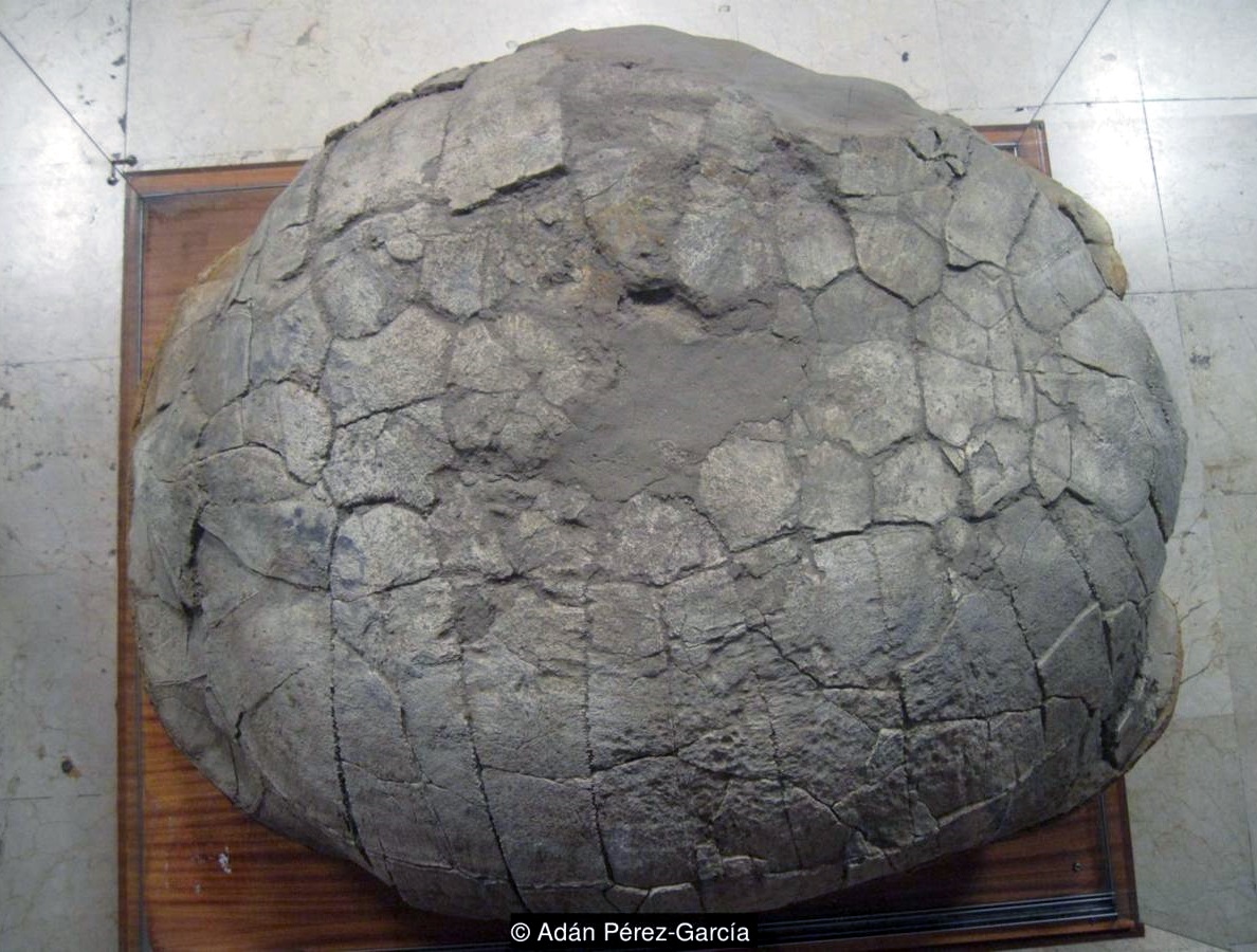 Европа когда-то была домом гигантских черепах 1 p04rkj38