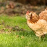 Курица или яйцо? Спор разрешен