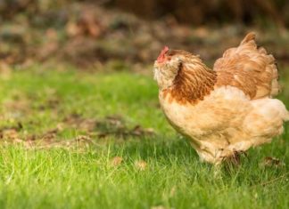 Курица или яйцо? Спор разрешен