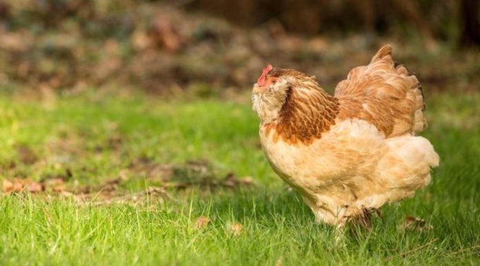 Курица или яйцо? Спор разрешен