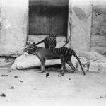 В Австралии обнаружено считавшееся вымершим животное