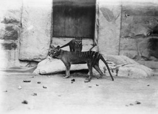 В Австралии обнаружено считавшееся вымершим животное