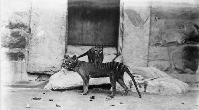 В Австралии обнаружено считавшееся вымершим животное