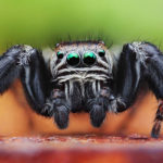 Кто способен съесть все человечество?