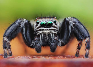 Кто способен съесть все человечество?