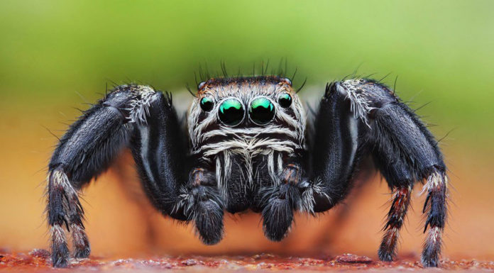 Кто способен съесть все человечество?