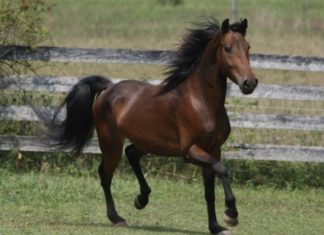 Первые домашние лошади появились 5500 лет назад