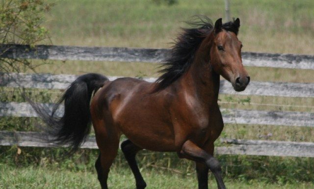 Первые домашние лошади появились 5500 лет назад