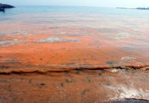 Планктон окрасил Мраморное море в оранжевый цвет