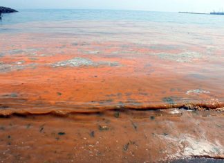 Планктон окрасил Мраморное море в оранжевый цвет