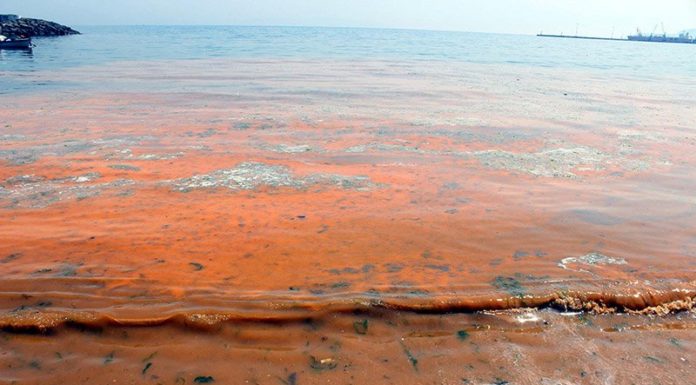 Планктон окрасил Мраморное море в оранжевый цвет