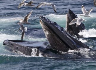 Учёные выяснили почему киты имеют гигантские размеры