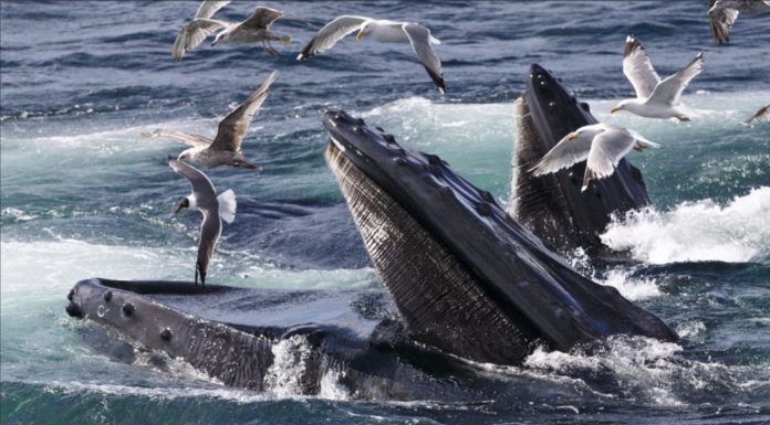 Учёные выяснили почему киты имеют гигантские размеры