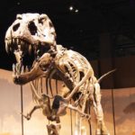 Воскрешение динозавров невозможно