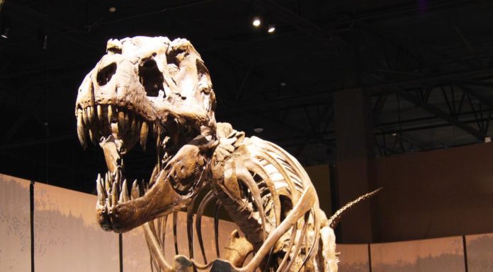 Воскрешение динозавров невозможно