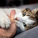 Тайна происхождения домашних кошек раскрыта