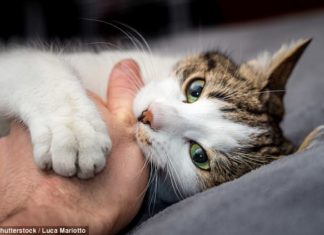 Тайна происхождения домашних кошек раскрыта