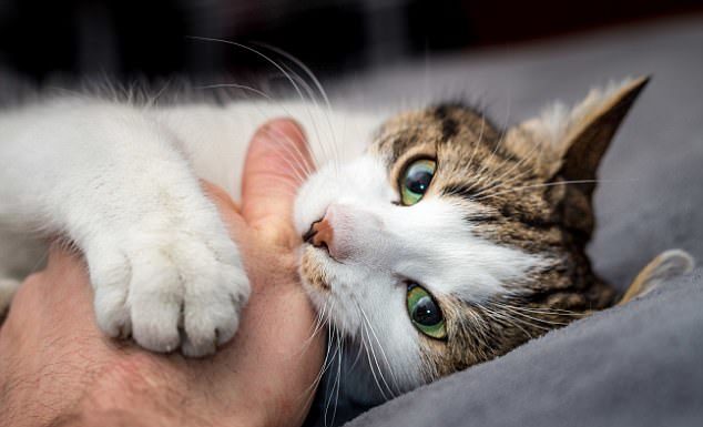 Тайна происхождения домашних кошек раскрыта