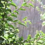 Дожди на Земле станут более продолжительными и обильными