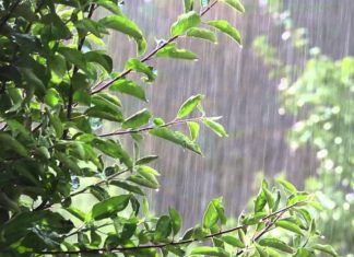 Дожди на Земле станут более продолжительными и обильными