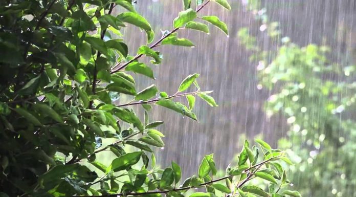 Дожди на Земле станут более продолжительными и обильными