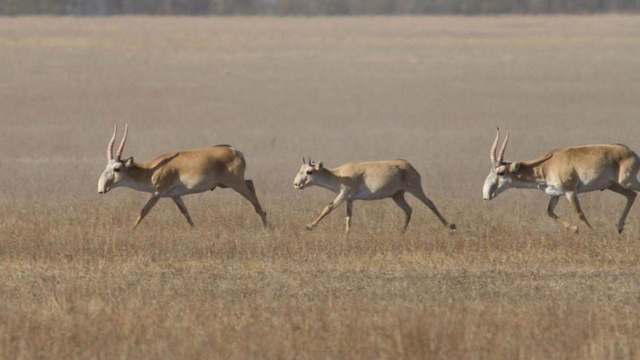 Остров Возрождения: как Советский союз испытывал биологическое оружие 8 50c4709393db20883edac63c0b2f3cc9