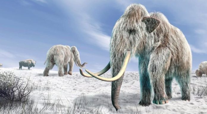 Зоопарк с клонированным мамонтом и динозавром? Почему бы и нет!