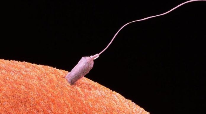 «Хочу ребенка только от него». Этично ли использовать сперму умершего