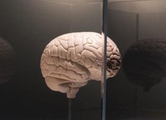 6 простых правил, как сохранить молодость мозга
