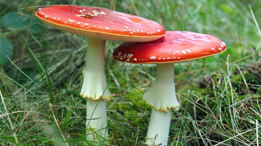 b4b7cef11bd40e28ffeb0ee94ec6f690