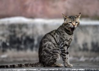 Научная загадка всех времен: почему мы зеваем