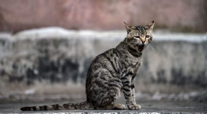 Научная загадка всех времен: почему мы зеваем