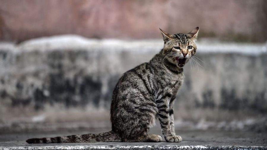 Научная загадка всех времен: почему мы зеваем 1 62dc40d05859e728265c0bb0ddfafb8a