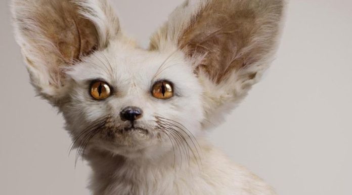 Животные будущего: как изменится природа нашей планеты