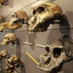 Или возникло бы человечество снова, если бы мы отмотали время назад?