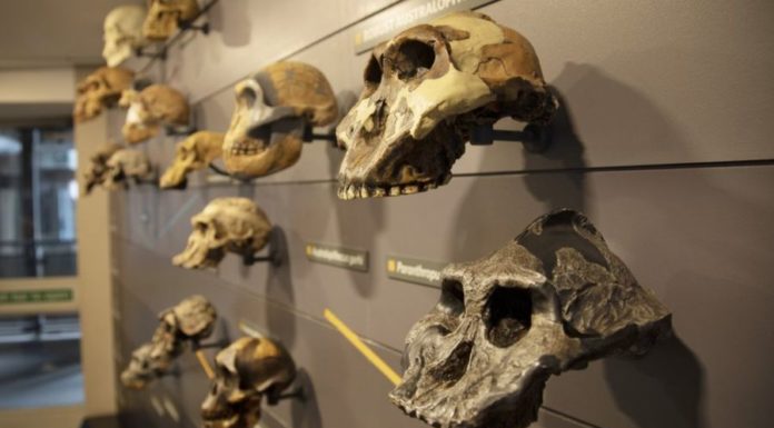 Или возникло бы человечество снова, если бы мы отмотали время назад?