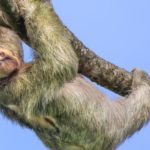 Почему ленивцы такие медлительные? С ленью это не связано